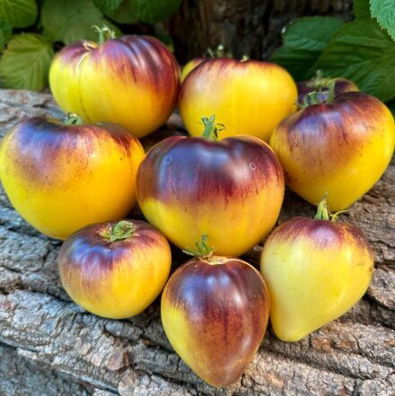 Tomāts 'Sgt Peppers Yellow' (stāds)